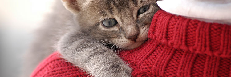 Kitten cuddling on the shoulder of a person's jumper