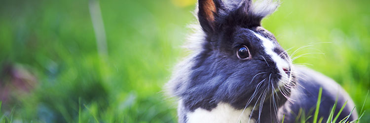 Rabbit in a field of grass